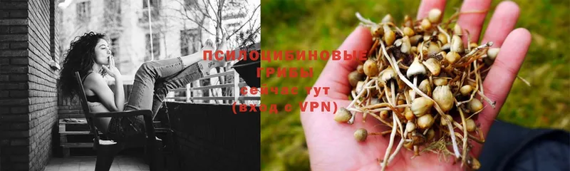 что такое   Раменское  Псилоцибиновые грибы Psilocybe 